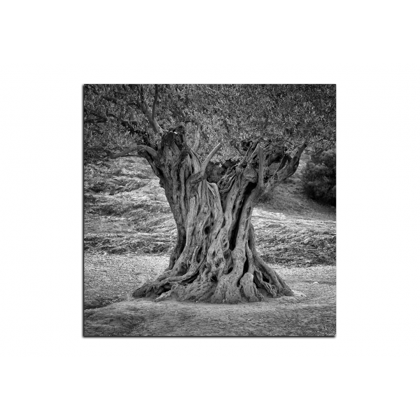 Obraz na plátně - Starý olivovník - čtverec